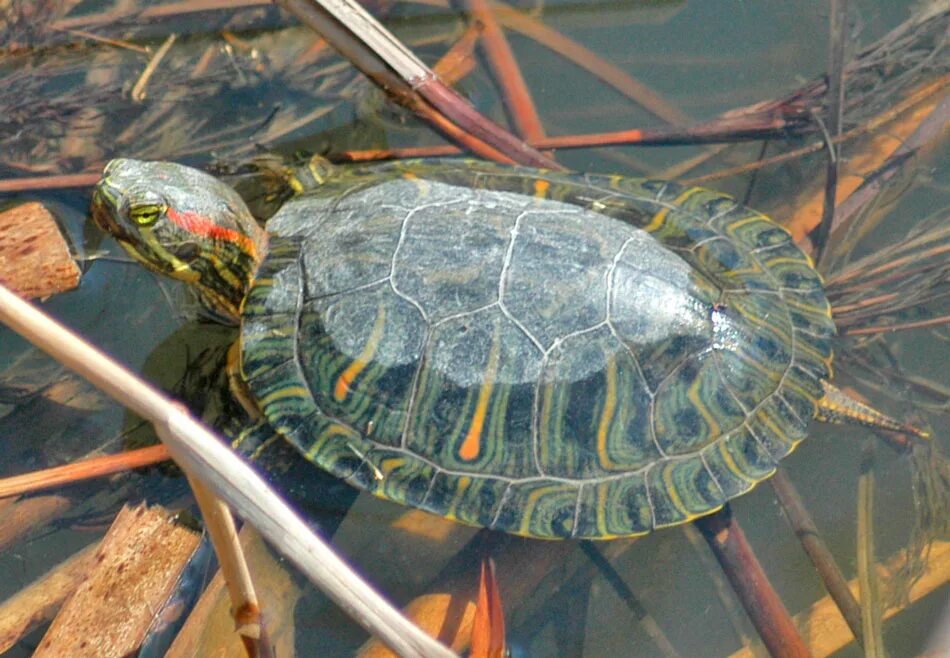 Красноухая черепаха хищная. Красноухая Пресноводная черепаха. Trachemys scripta elegans. Североамериканская красноухая черепаха. Красноухая черепаха большая.