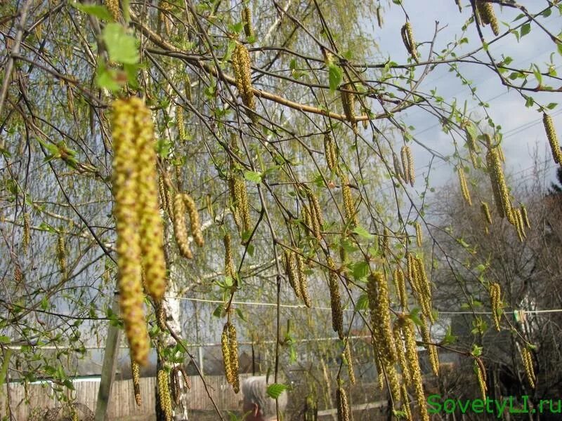 Пыльца береза санкт