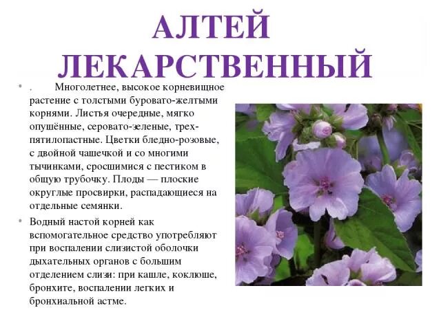 4. Алтея лекарственная описание. Алтей армянский фармакогнозия. Алтей армянский описание. Просвирник алтей.