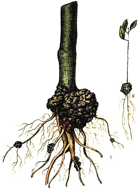 Неприятный корень. Корневая шейка грецкого ореха. Бактериоз ореха. Раковые опухоли растений. Бактериоз грецкого ореха.