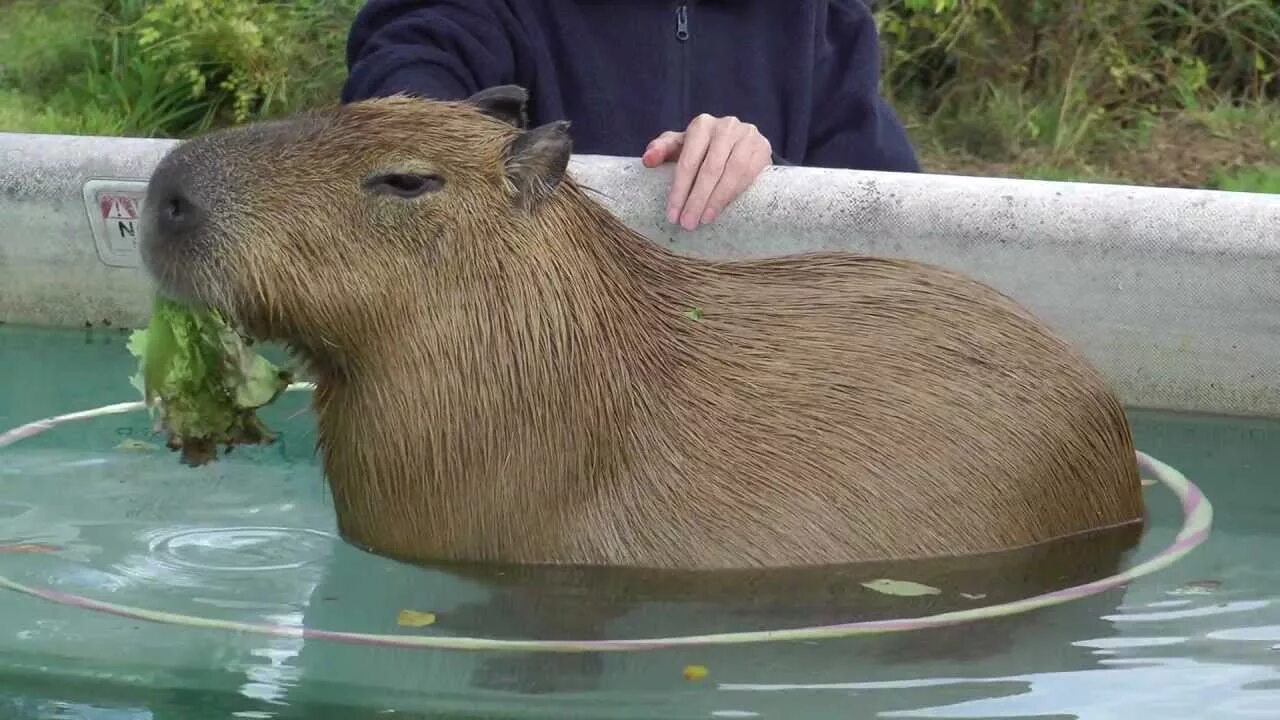 Капибары за деловым обедом. Капибара и морская Свинка. Большая морская Свинка капибара. Водяная крыса капибара. Татарская капибара.