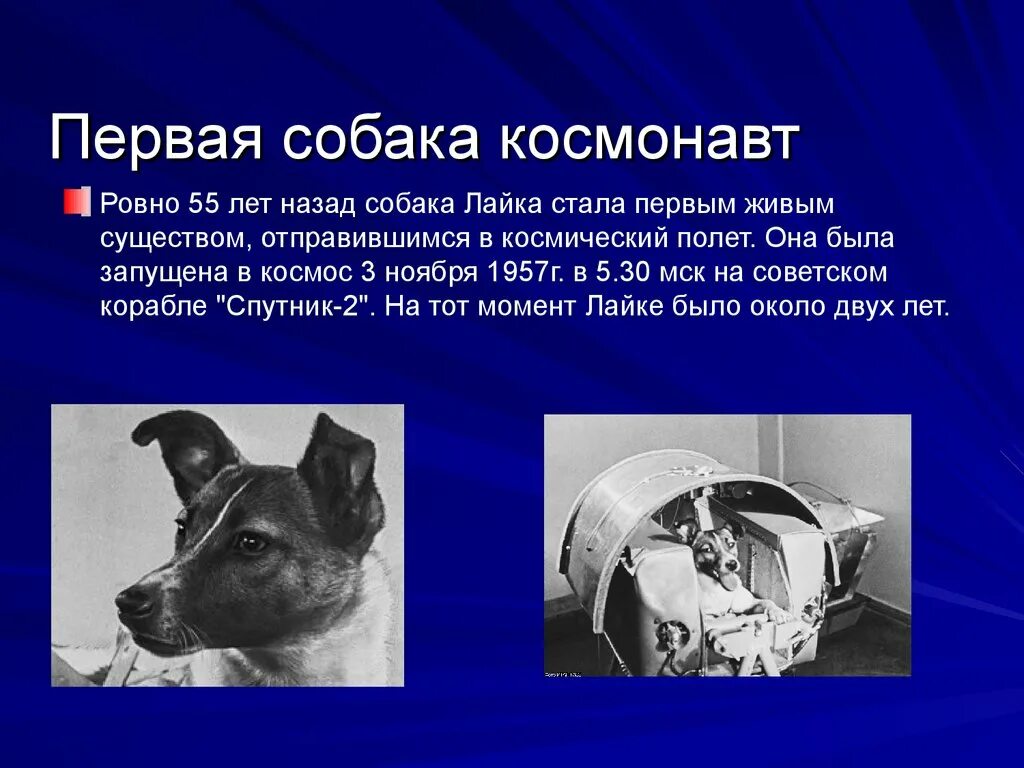 Какая 1 собака была. Собаки космонавты. Лайка собака-космонавт фото. Первая собака в космосе лайка. Собака космонавт Россия.