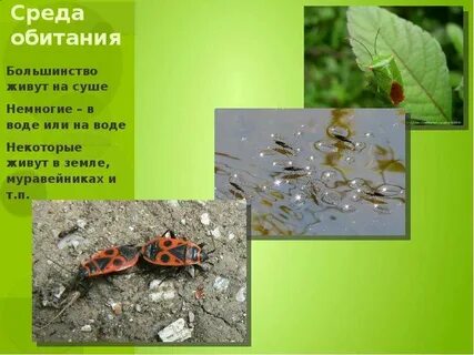 Среда обитания отряда
