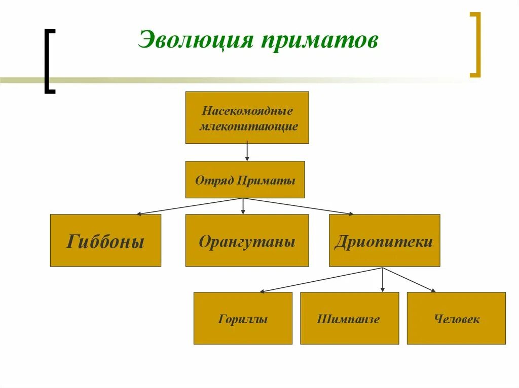 Основные этапы эволюции приматов. Этапы развития приматов схема. эволюция приматов. эволюция приматов схема. схема этапы эволюции приматов.