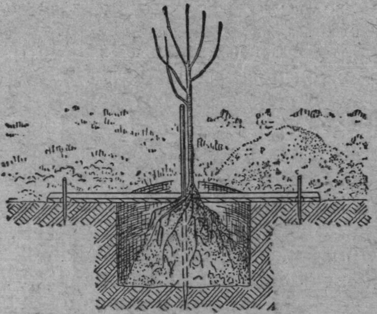 Посадки кислотность. Кислотность почвы для плодовых деревьев. Схема посадки плодовых деревьев и кустарников в саду. Правильная посадка плодовых деревьев весной. Деревья плодовый для кислой почвы.