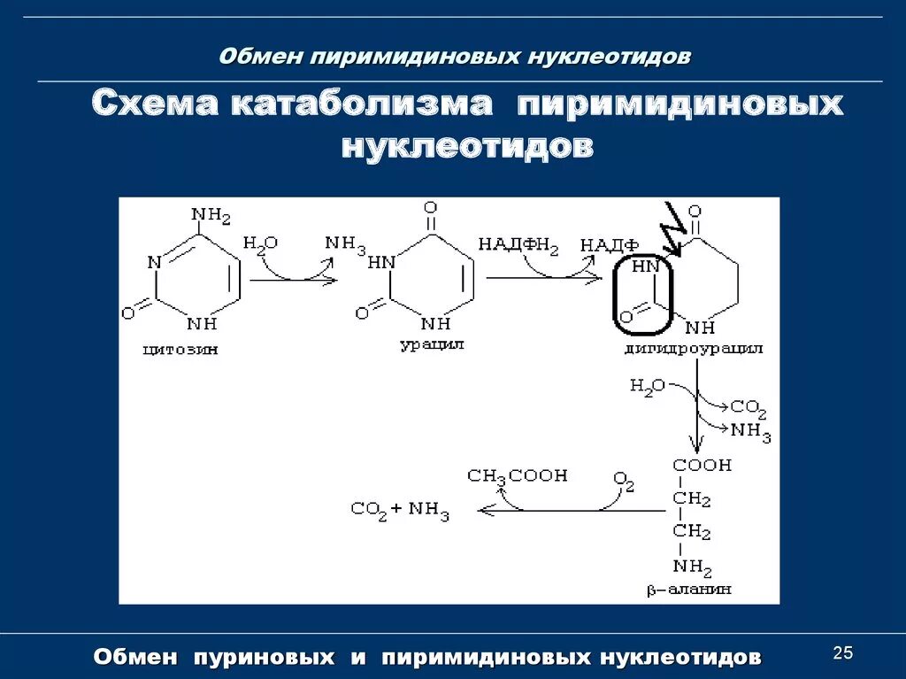 Распад пиримидиновых. Распад пиримидиновых нуклеотидов биохимия схема. Схема распада пиримидиновых нуклеотидов. Синтез пиримидиновых нуклеотидов биохимия реакции. Схема распада пиримидиновых оснований.