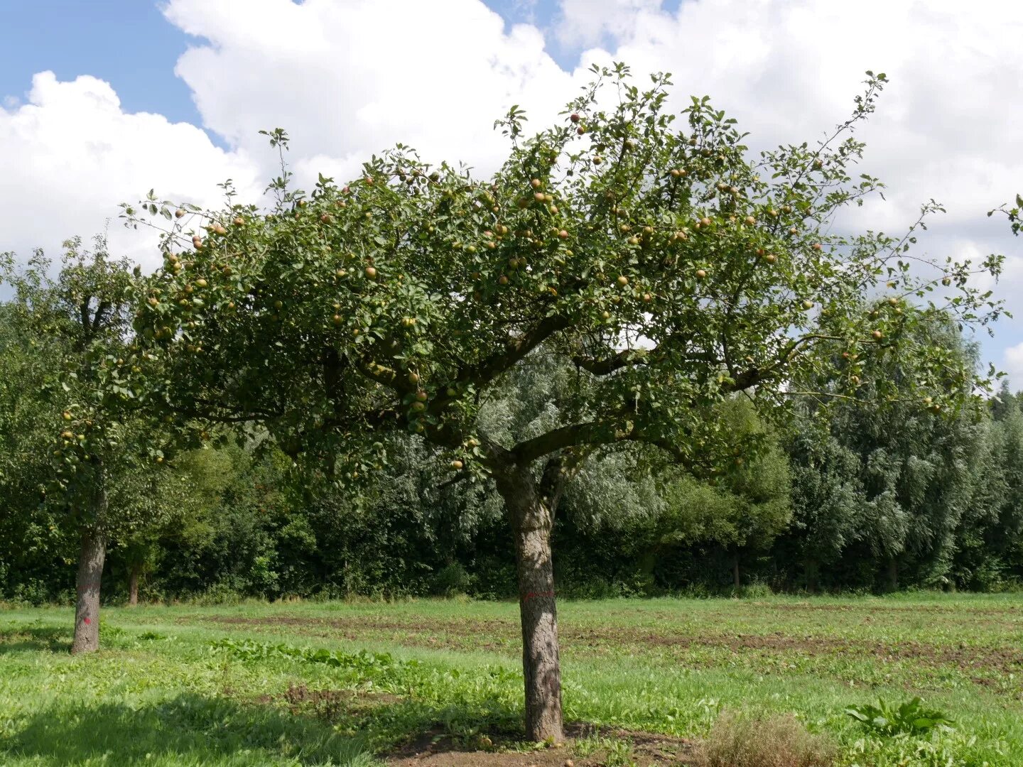 Яблоня домашняя (Malus domestica). Яблоня плодовая Malus domestica. Яблоня домашняя Malus domestica дерево. Яблоня – Malus domestica саженец.