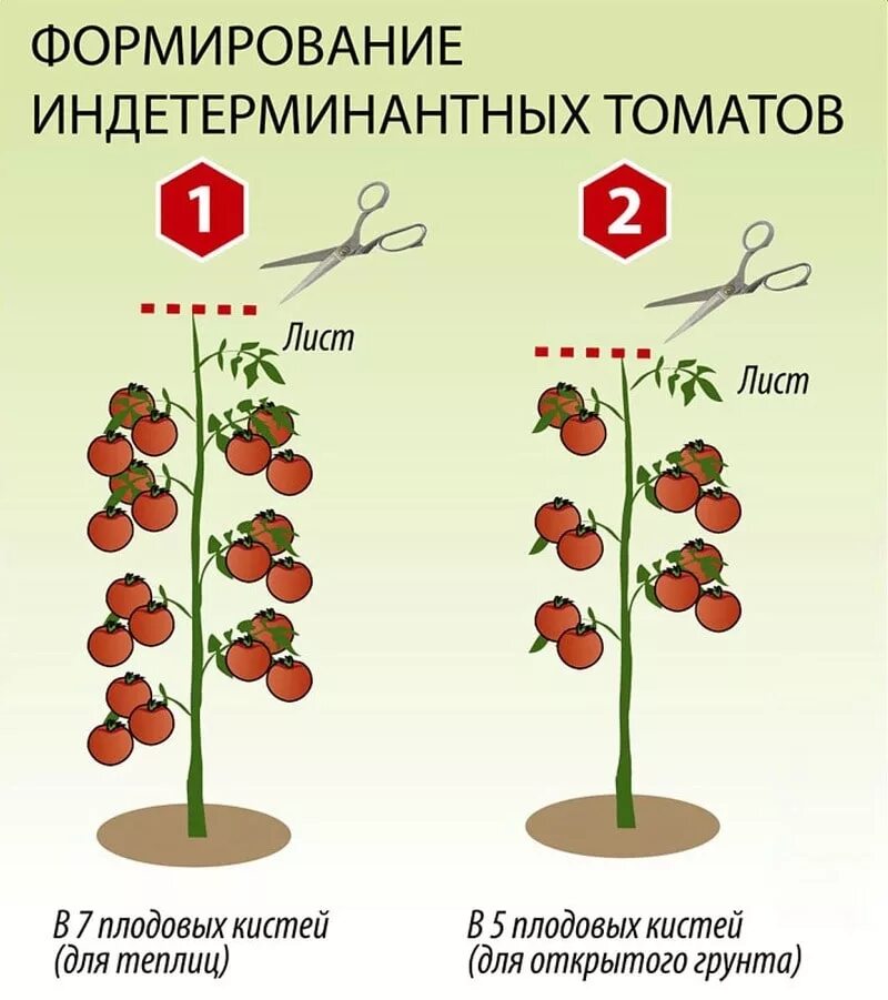 Пасынкуем индетерминантные томаты. Чери томат детерминантный. Кусты томатов пасынкование. Пасынкование детерминантных томатов.