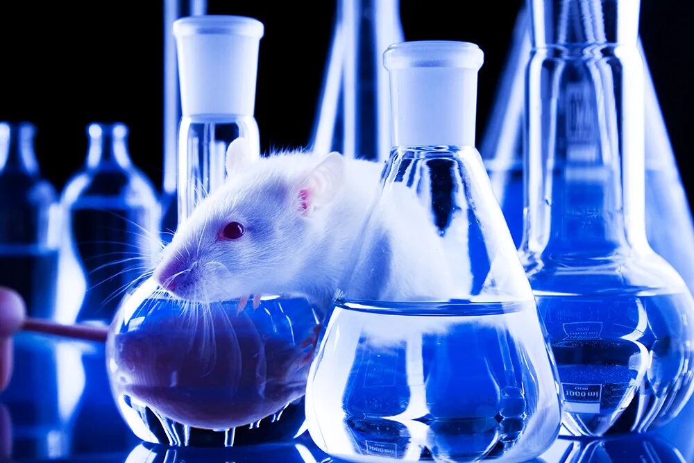 Экспериментальная мышь. Лабораторная крыса. Лабораторные мыши. Эксперимент с мышами.