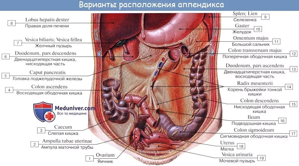 Слепая кишка расположение. Аппендикс кишка строение. Строение кишечника аппендикс. Строение человека внутренние органы аппендицит. Слепая кишка проецируется.