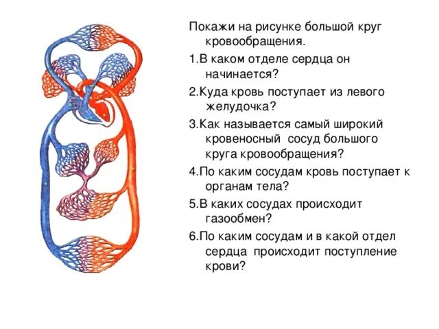 Тесты по кровообращению 8 класс. Система кровообращения человека схема 8 класс. круги кровообращения 8 класс биология схема. схема кругов кровообращения у человека 8 класс биология. кровообращение человека кровеносная система 8 класс.