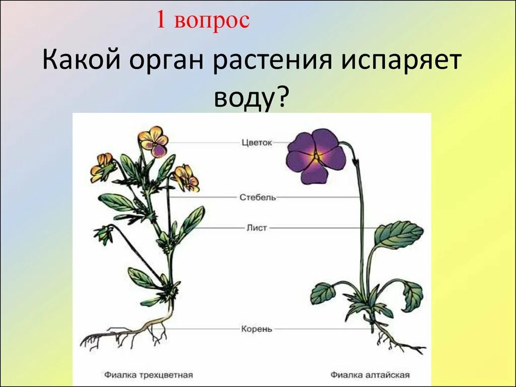 Какой орган является. Какие органы есть у растений. Какие органы есть у цветка. Органы растения испаряют воду. Размеры органов растений.