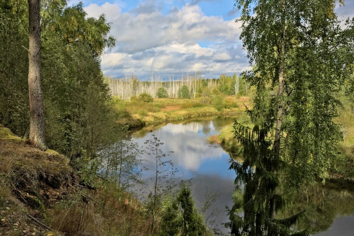 Прогноз погоды оредеж. Река оредеж. луга оредеж. оредеж чаща. чолово оредеж.