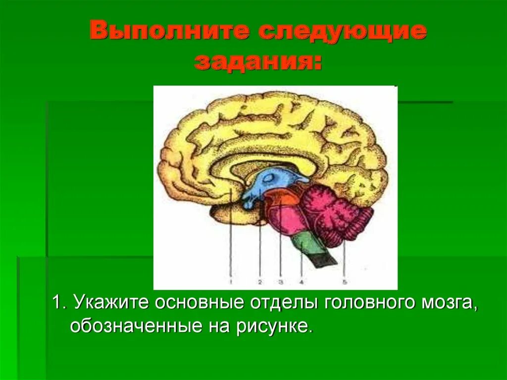 Отделы головного мозга. Строение мозга. Строение отделов головного мозга. Укажите отделы головного мозга. Средний отдел мозга включает