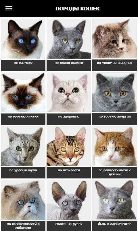 Разные породы кошек. Породы всех кошек. Список пород кошек. Виды кошек породы.