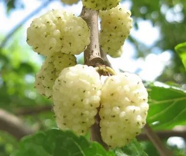 Шелковица белая