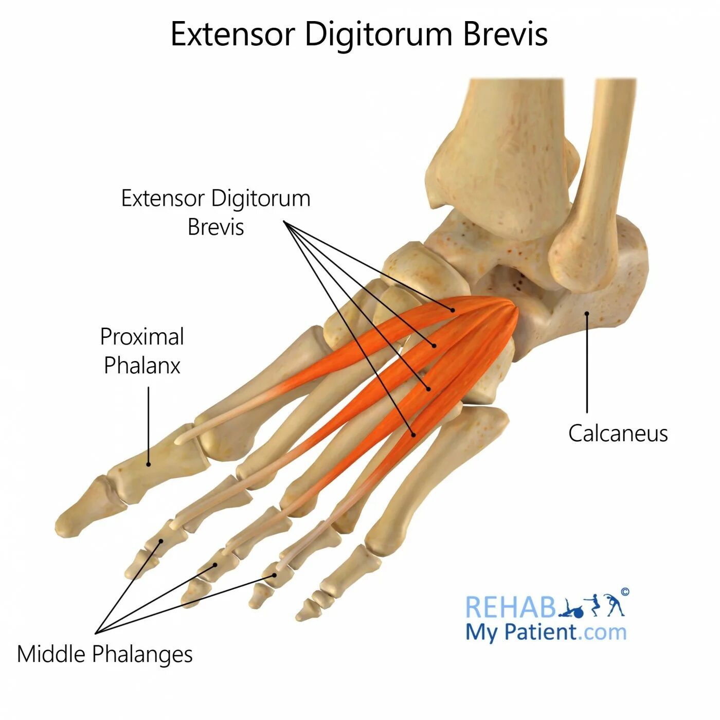 M extensor digitorum. Extensor retinaculum. разгибатель пальцев m. extensor digitorum. мускулюс экстензор дигиторум. m extensor hallucis brevis.