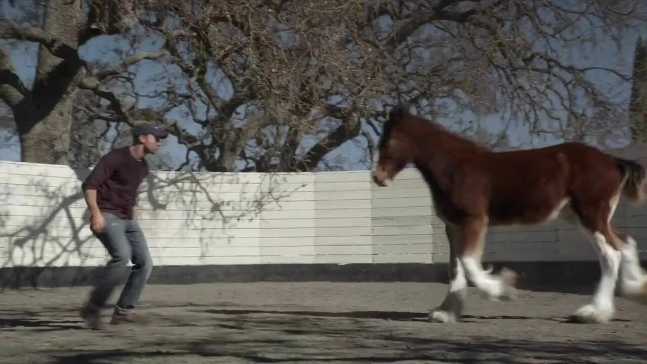 Реклама Будвайзер щенок лошади. Budweiser реклама с лошадьми. Муж привел коня