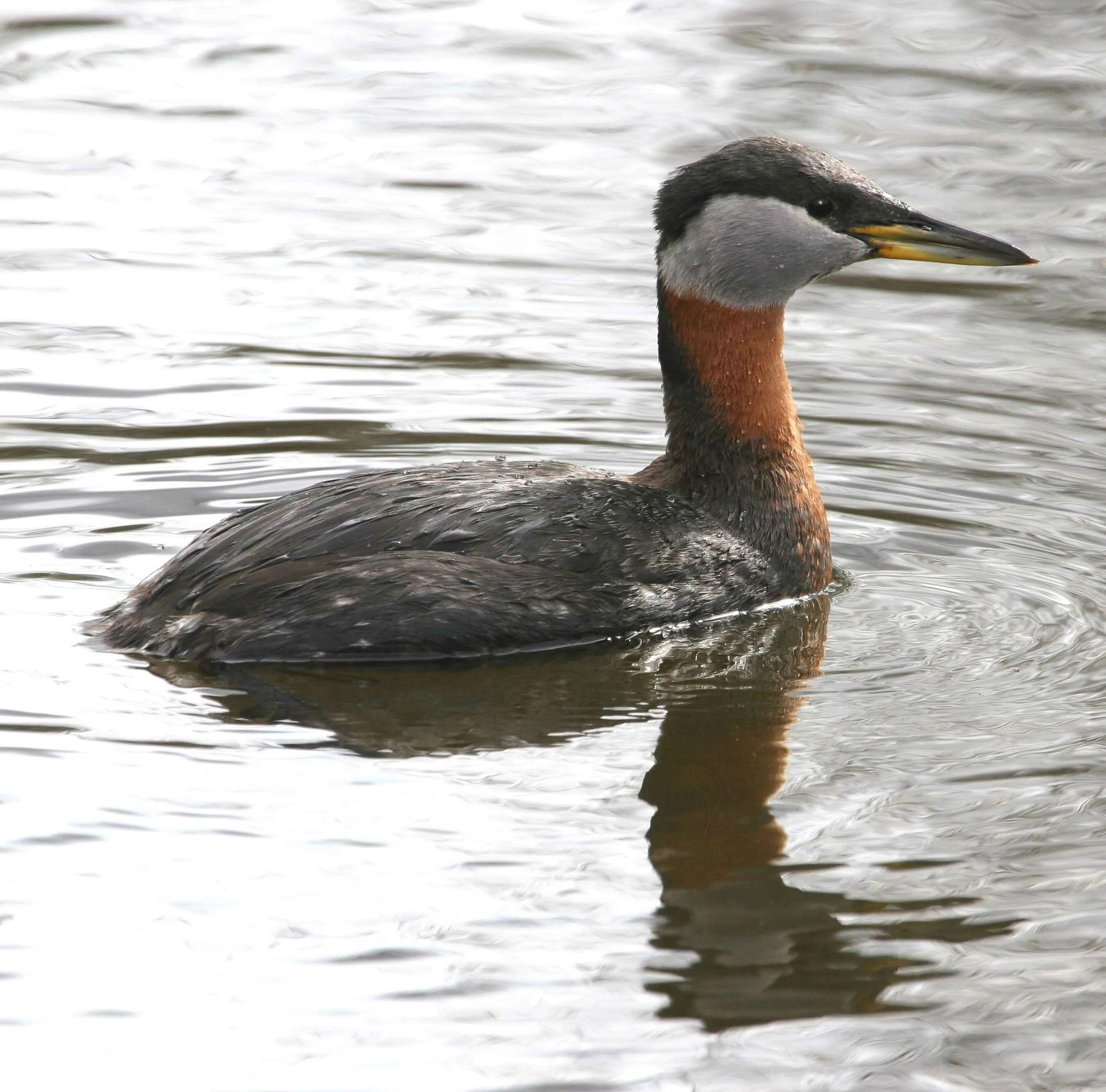 Серощекая поганка. Серощёкая поганка / Podiceps grisegena / Red-necked Grebe. Утка чомга. Нырок чомга.