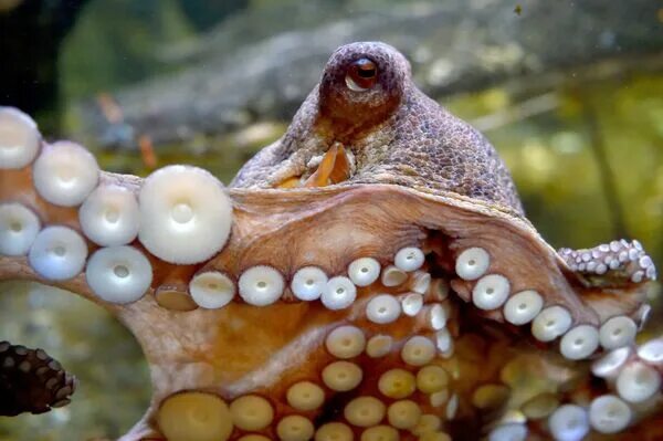 Как выглядят глаза осьминога Squid beak insight shifts chitosan composites up the pecking order Squid beak, S