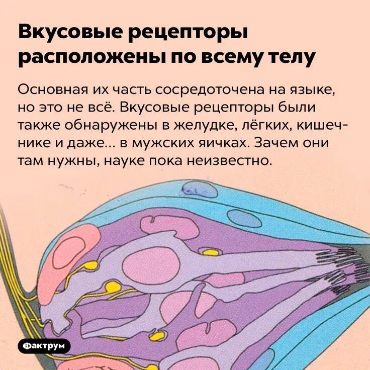 BrainTools " Рецепторы и их классификация. Закономерности деятельности рецепторн