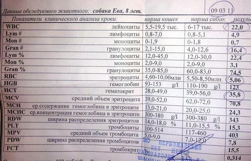 Низкий тромбоцит что это значит у мужчин. РСТ В анализе крови норма у детей. PCT В анализе крови норма. Тромбоциты PLT норма. Клинический анализ крови норма таблица PCT.