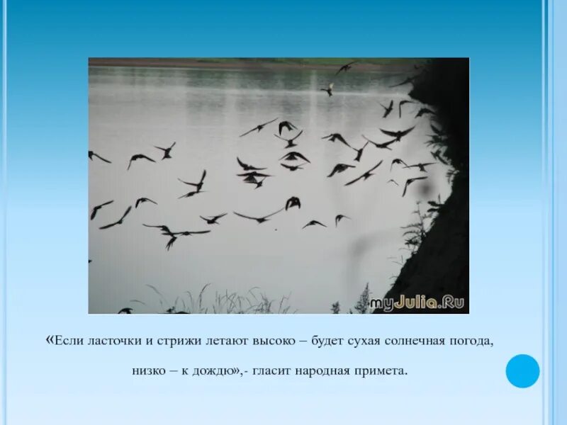 почему летают стрижи. иглохвостый стриж. черный стриж в полете. ласточки низко летают к дождю. почему летают стрижи.