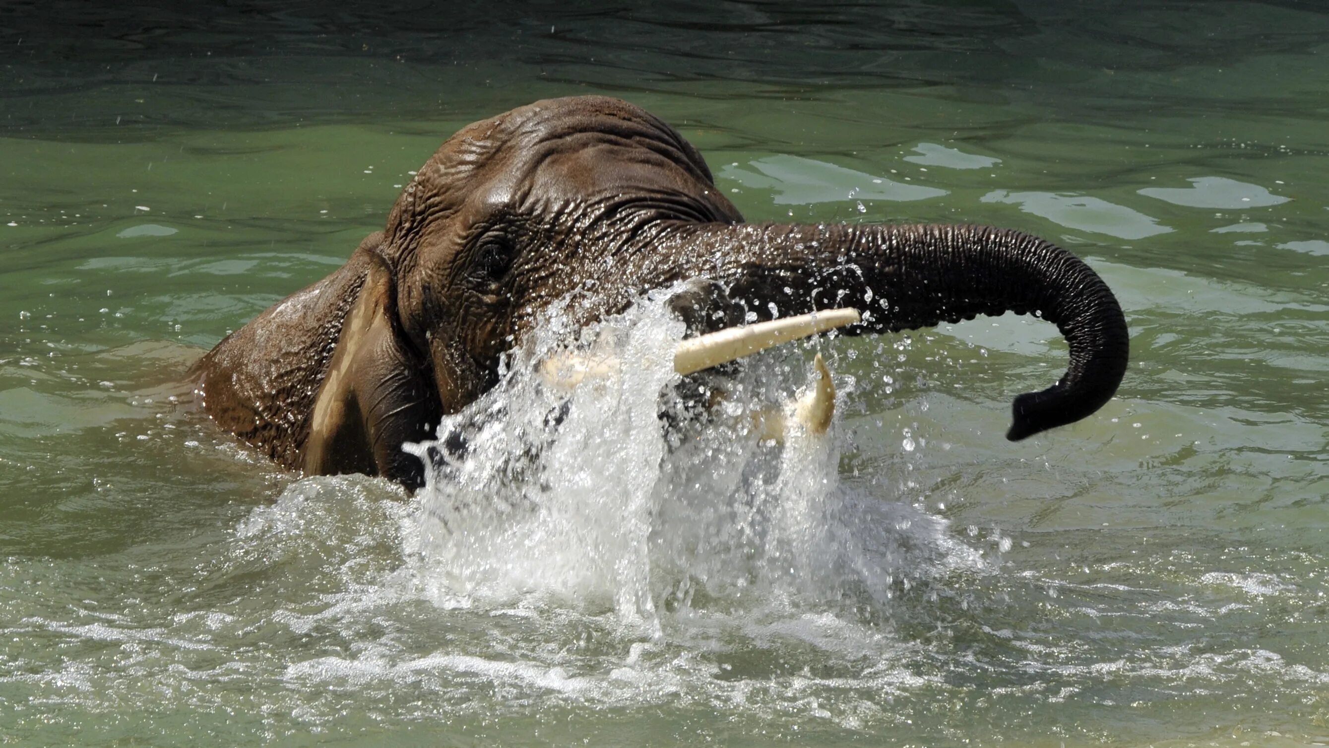 Elephant swim. Животные в воде. Слон плывет. Слоны плавают. Слон купается.