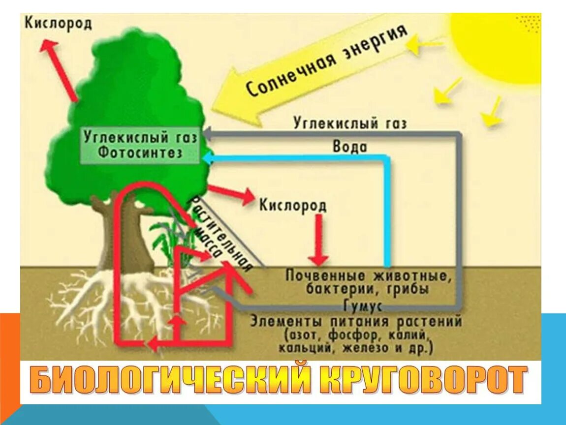 Нарисовать схему биологического круговорота веществ в природе.. Биологический круговорот живых организмов. Биологический круговорот это в географии 5 класс. Биологический круговорот веществ в природе. 4 круговорот веществ в природе