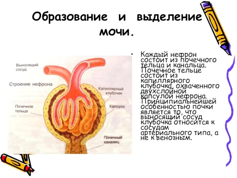 Вторичная моча образуется в мочеточнике. Строение нефрона и процесса образования мочи. Схема нефрона этапы. Строение нефрона и образование мочи. Мочевыделительная система человека нефрон.