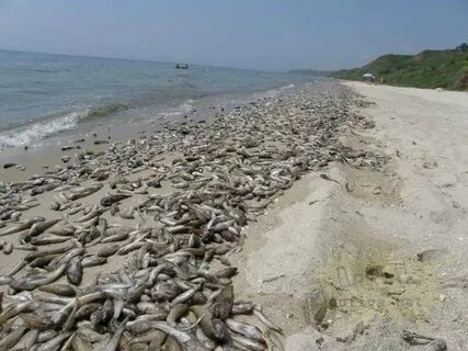 Азовское море рыба