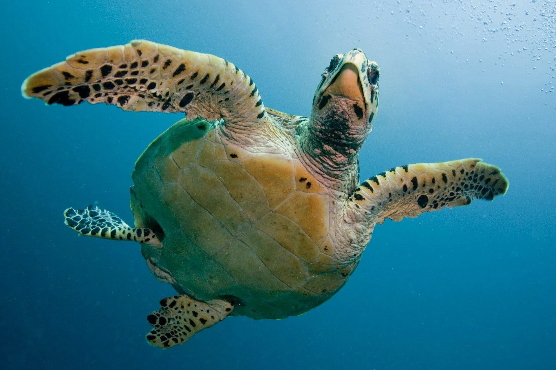 Какой группе морских обитателей относится морская черепаха. Черепаха Каретта-Каретта. Водоплавающая черепаха морская. Черепаха бисса (Каретта). Ласты морской черепахи.