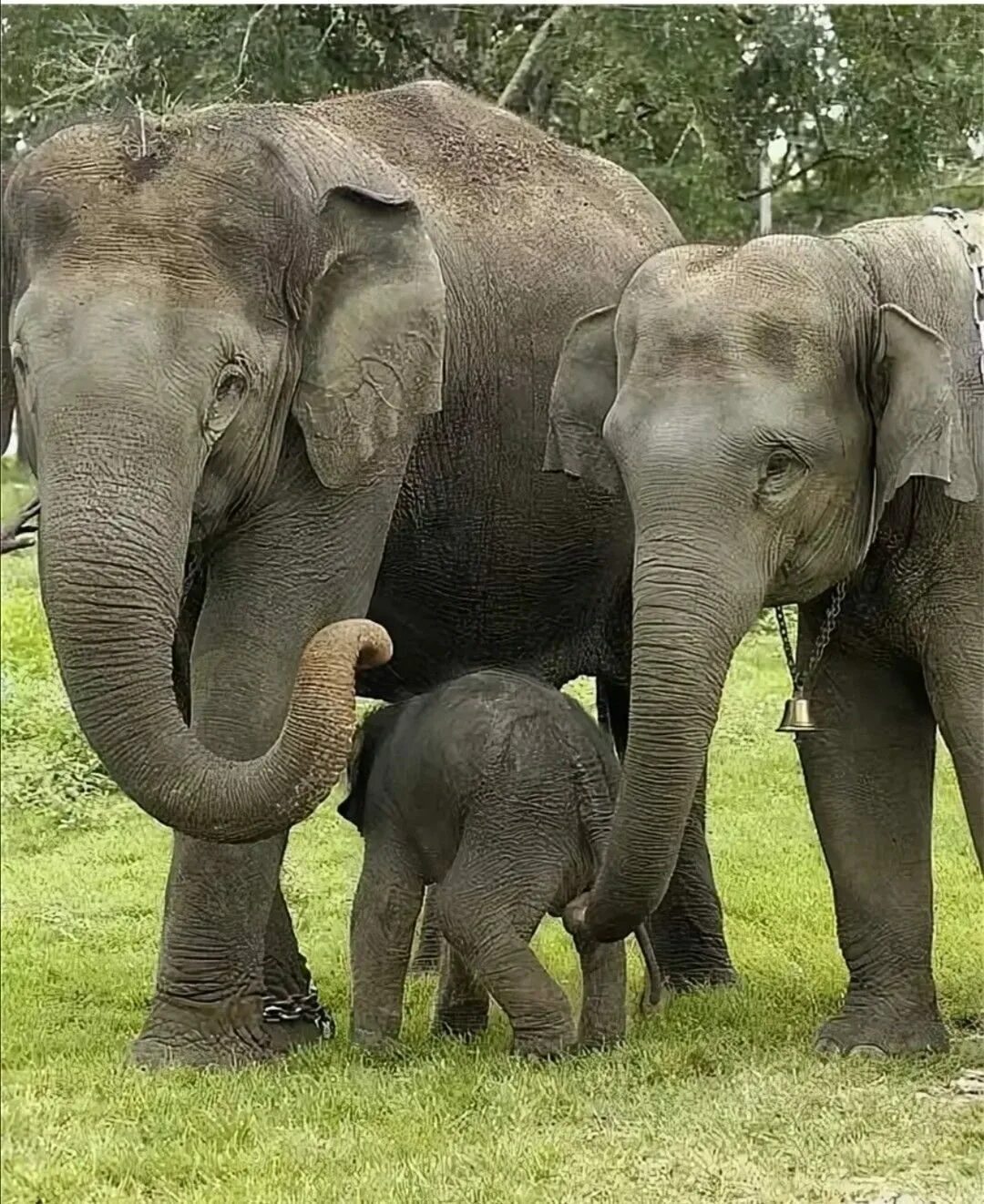 Слоны. Красивые слоны. Дикие слоны. Самки слонов. Sister elephant