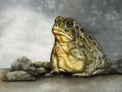 Картина лягушки