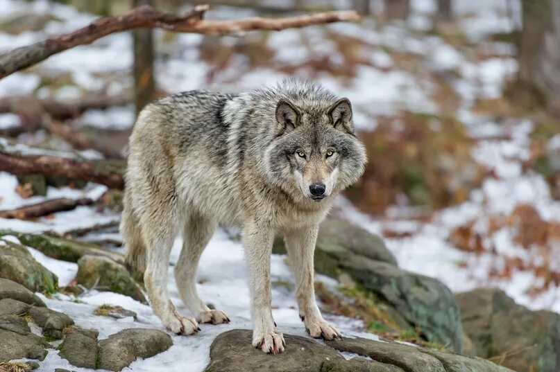 Stunning portrait! Animals Wolf, Animals, Wild dogs
