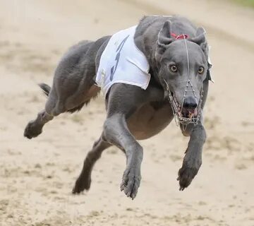 Scary dog