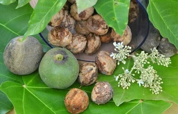 Что такое орехи Кукуи, как их применяют, где произрастают?