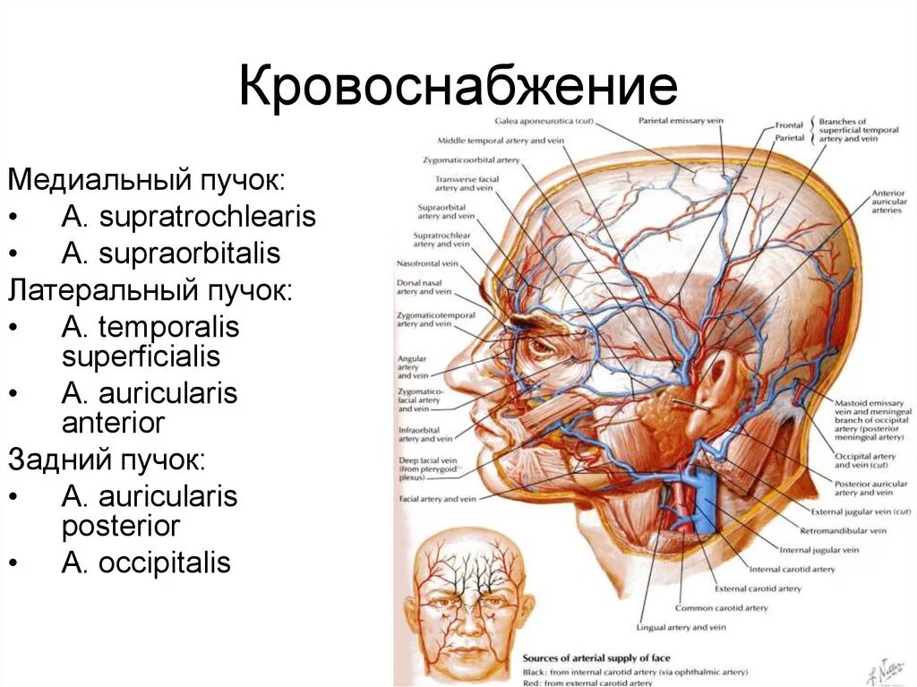 Затылок область. Кровоснабжение лобно-теменно-затылочной области. Артерии лобно теменной затылочной области. Сосуды лобно теменно затылочной области. Кровоснабжение и иннервация лобно-теменно-затылочной области.