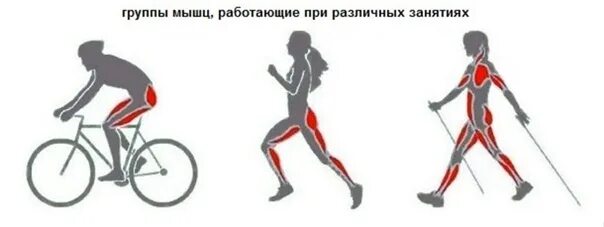 Характеристики мышечных волокон 2 типа. Гладкие мышцы. Влияние физических упражнений на мышечную систему человека. Скелетные мышцы. Человек мышцы анатомия система.