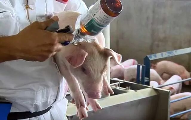 Инъекция свиньям