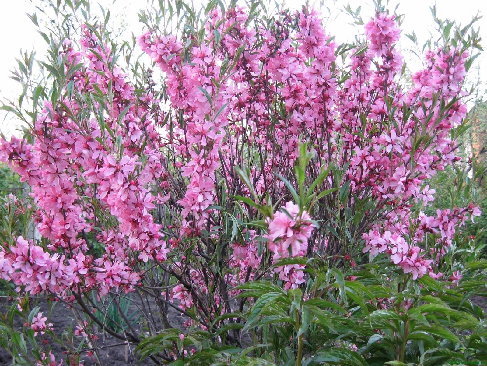 Миндаль Степной бобовник. Миндаль бобовник кустарник. Миндаль Степной (Prunus tenella). Миндаль низкий бобовник.