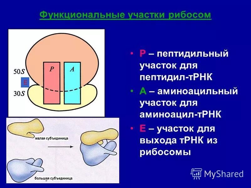 Е п и центр. Функционально активные центры рибосом. Аминоацильный участок рибосомы. Строение рибосомы активные центры. Функциональные участки рибосом.