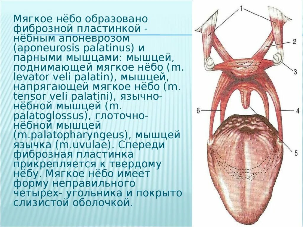 Ротовая полость образована. Мягкое небо ротовой полости.