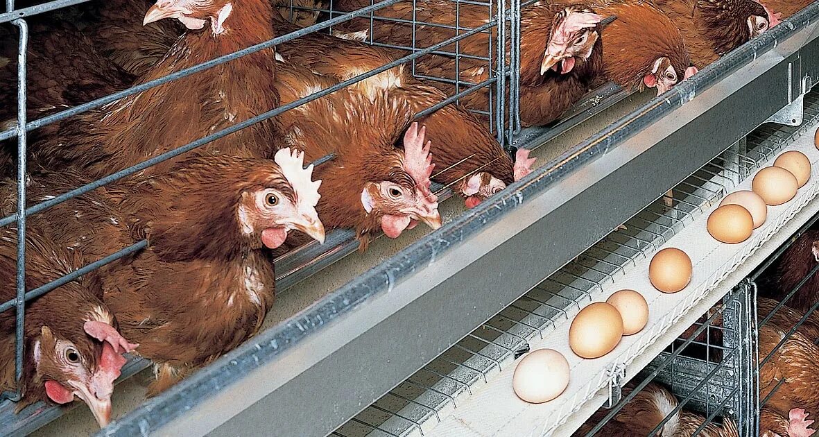 Птицефабрика сайт кострома. Птицефабрика волжская средняя ахтуба. Птицеводческий комплекс. Птицефабрика ореховская миллерово. Птицефабрика третьяковская борисоглебск.