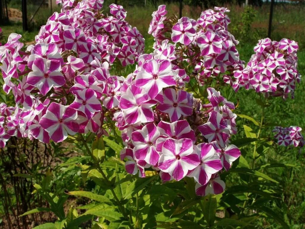 Типы флоксов