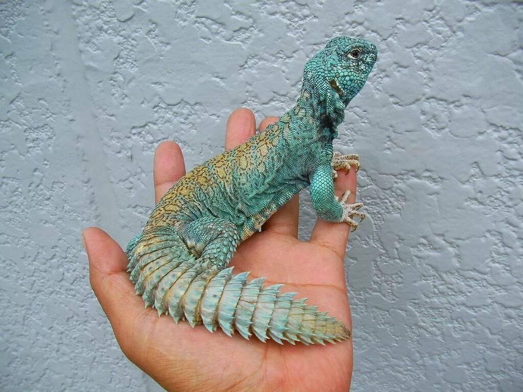 Механическая ящерица. Малийский шипохвост. Шипохвост украшенный Uromastyx Ornata. Шипохвостая агама. Шипохвост ящерица.