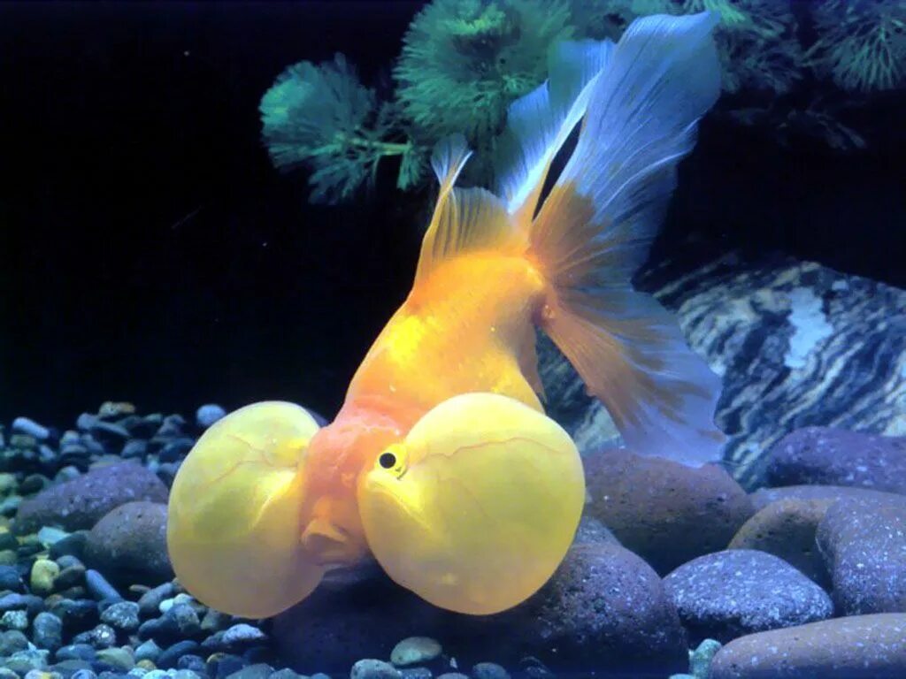 Какие рыбки можно. Золотая рыбка Оранда красная. Неон вуалехвост. Вуалехвост голубой. Золотая рыбка пузыреглаз.
