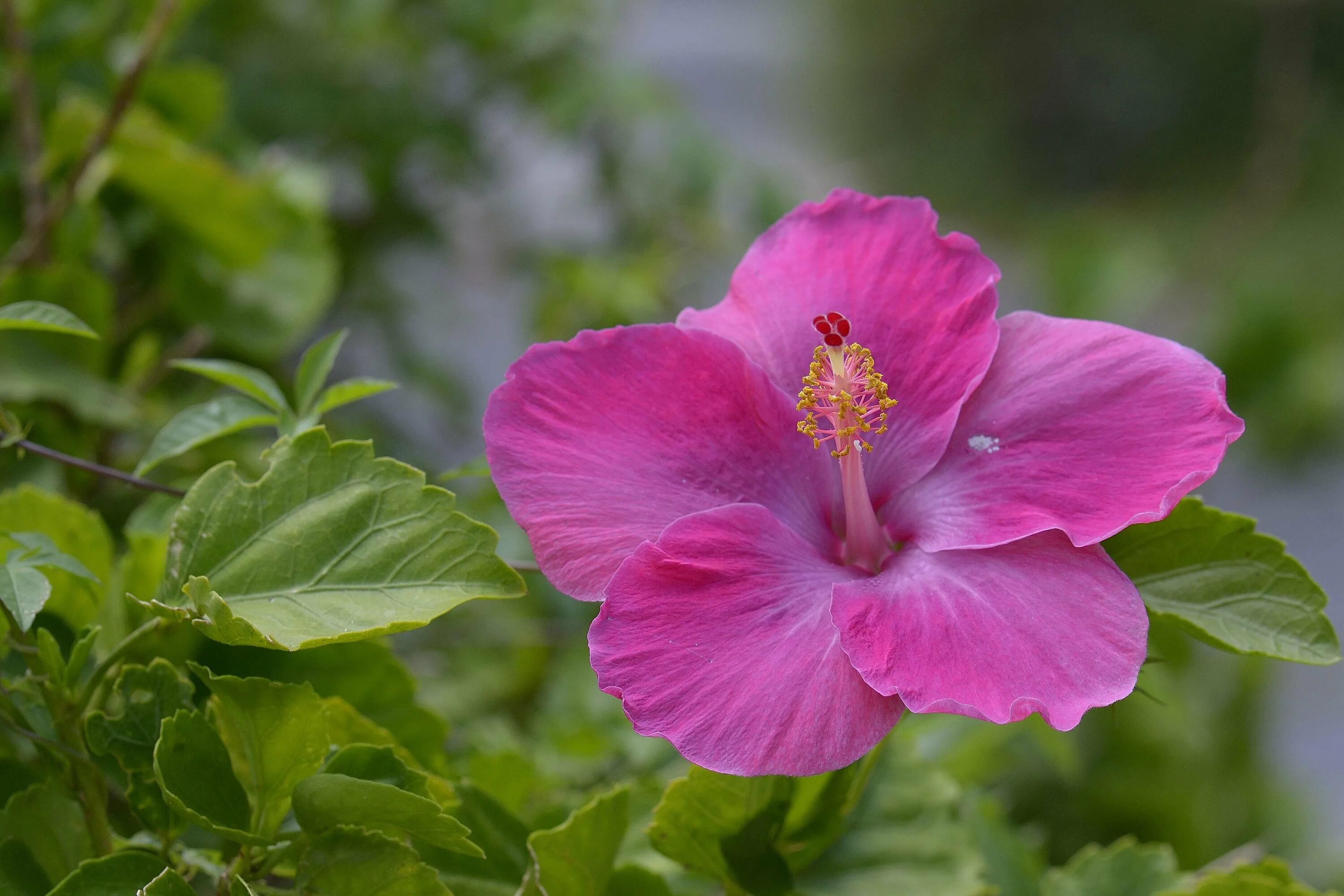 Цветок гибискуса. Гибискус (Hibiscus).. Родовое название китайской розы 8 букв