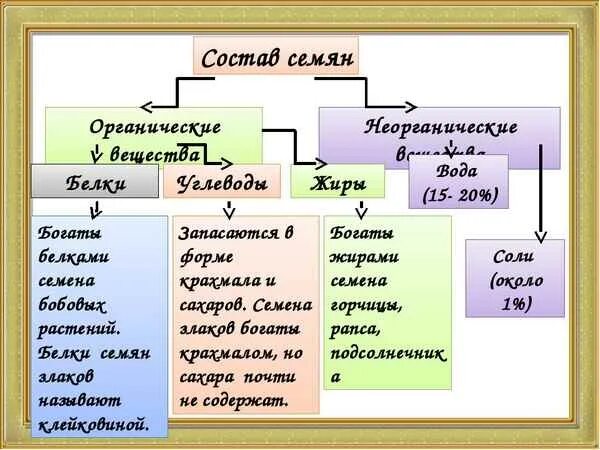 Какие вещества содержатся в семенах. Какие органические вещества входят в состав семян. химический состав семян. состав семени. химический состав семян растений.