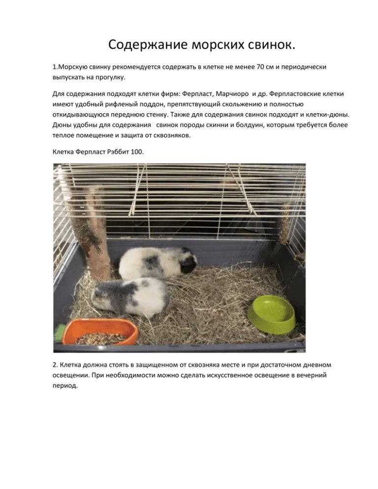 Содержание подойти. Содержание морских свинок. клетки для содержания морских свинок. морская свинка условия содержания.